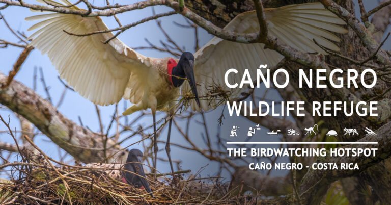 #1 Best Jabiru Birding Package Costa Rica