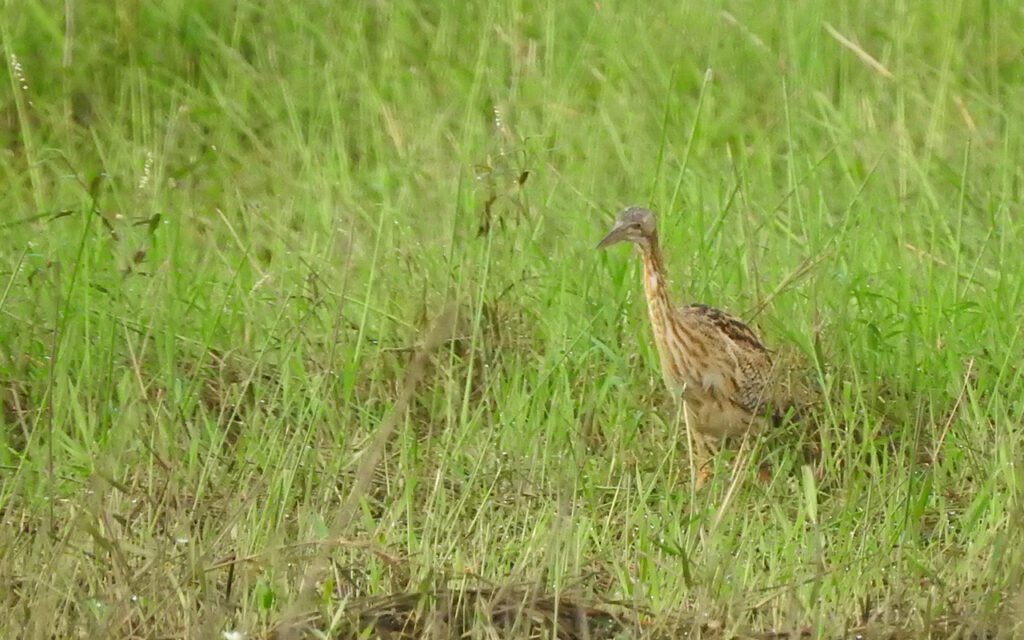 Birding Vacation Package Costa Rica