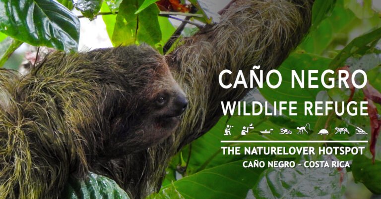 Full Day Caño Negro Wildlife Refuge Boat Tour - Hotel de Campo Caño Negro