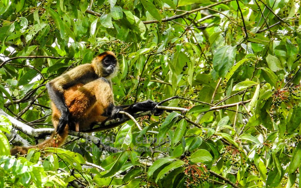 3 days - 2 nights Caño Negro Wildlife Refuge Boat Tour at Hotel de Campo Caño Negro