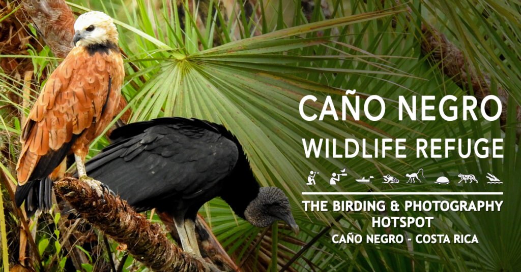 Wildlife Photography in Caño Negro - Hotel de Campo