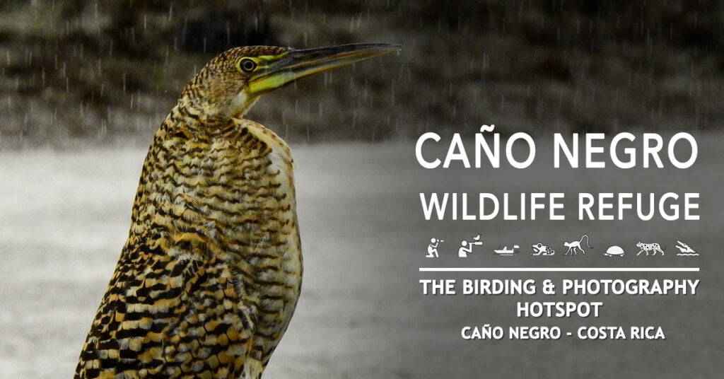 Wildlife in Caño Negro Refuge - Hotel de Campo