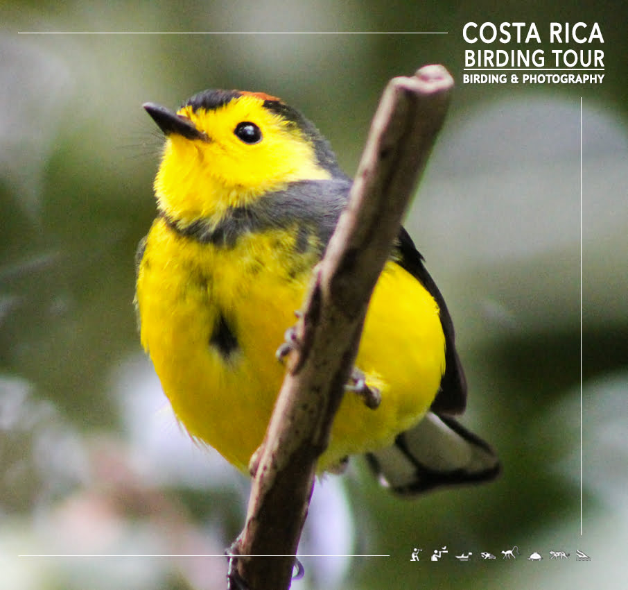 Bird watching tour costa rica Bird watching tour costa rica