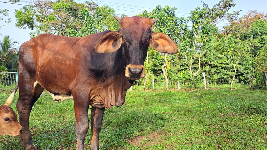 Agrotourism in Costa Rica