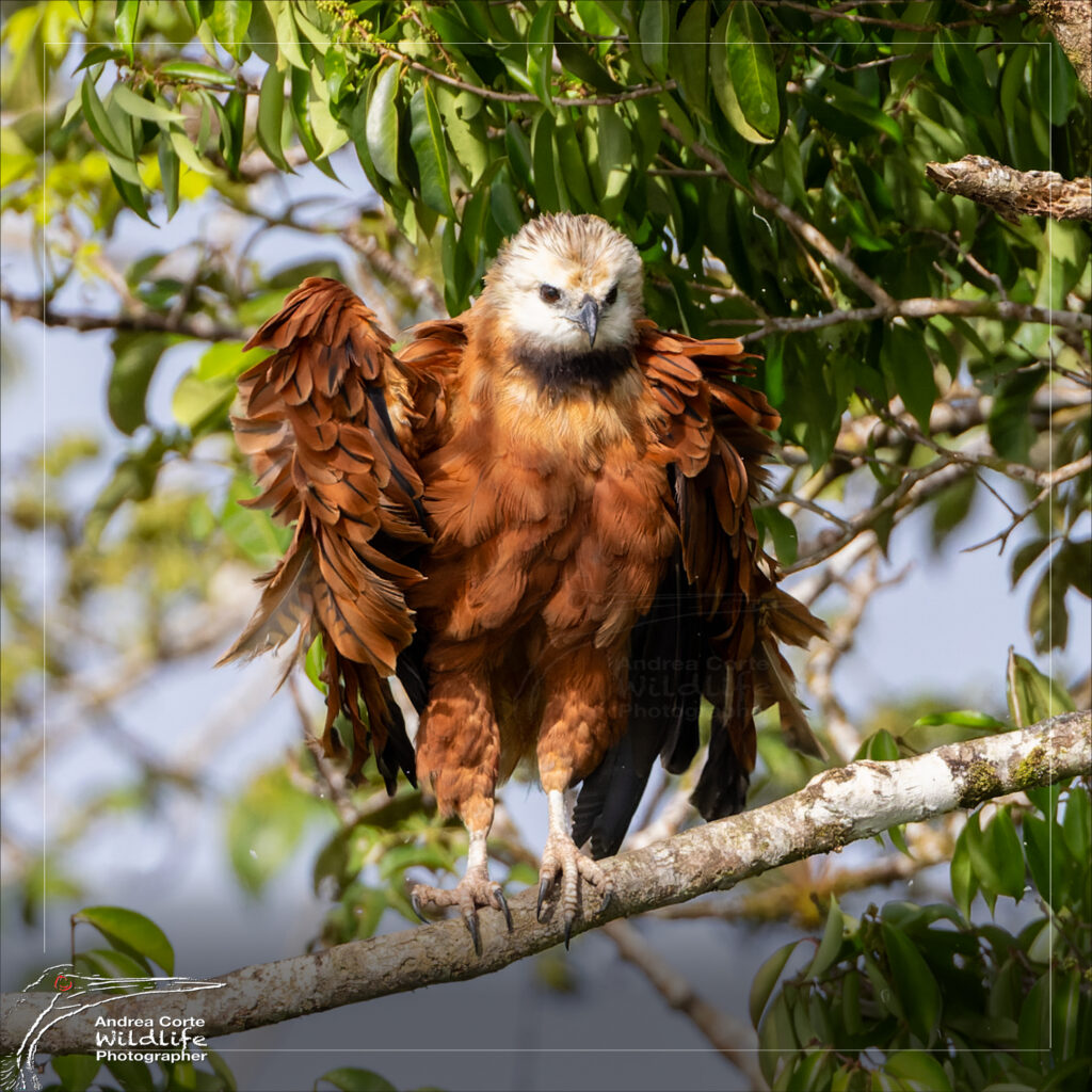 Caño Negro Wildlife Refuge