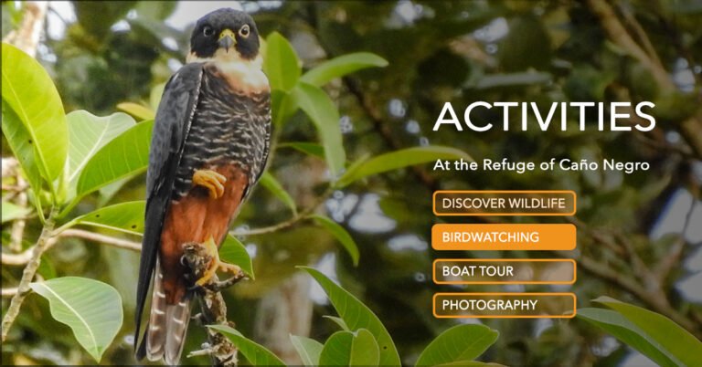 Best birding Full Day Caño Negro Wildlife Refuge Boat Tour — A Smarter Way