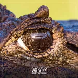 Home 30 Caiman eye, Costa Rica Wildlife, Cano negro Refuge