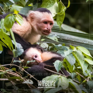Home 28 Capuchin monkey costa rica wildlife cano negro refuge