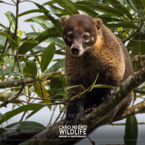 Home 29 Coati, Costa Rica Wildlife, Cano Negro Refuge