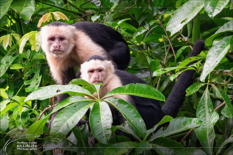 Overnight ecotourism package at Hotel de Campo - enjoy a relaxed stay beside Caño Negro Wildlife Refuge - Capuchin Monkey - Hotel de Campo Caño Negro