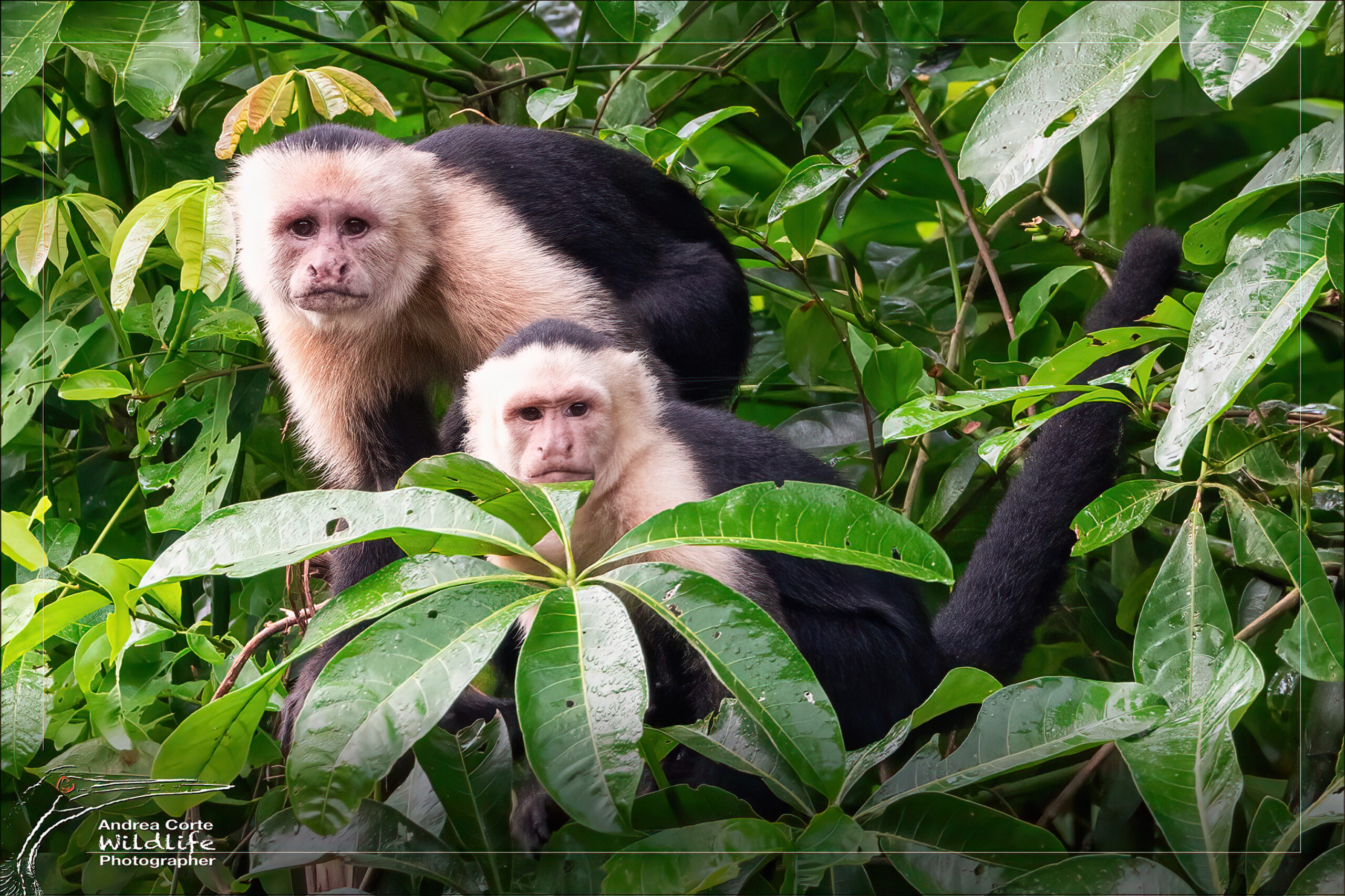 Overnight ecotourism package at Hotel de Campo - enjoy a relaxed stay beside Caño Negro Wildlife Refuge - Capuchin Monkey - Hotel de Campo Caño Negro