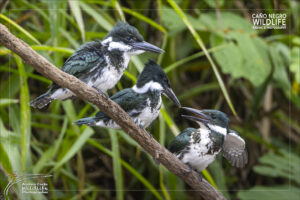 Home 27 3 juvenile of amazon kingfisher