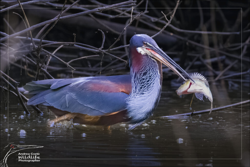 #1 Best Agami Heron Birding Costa Rica