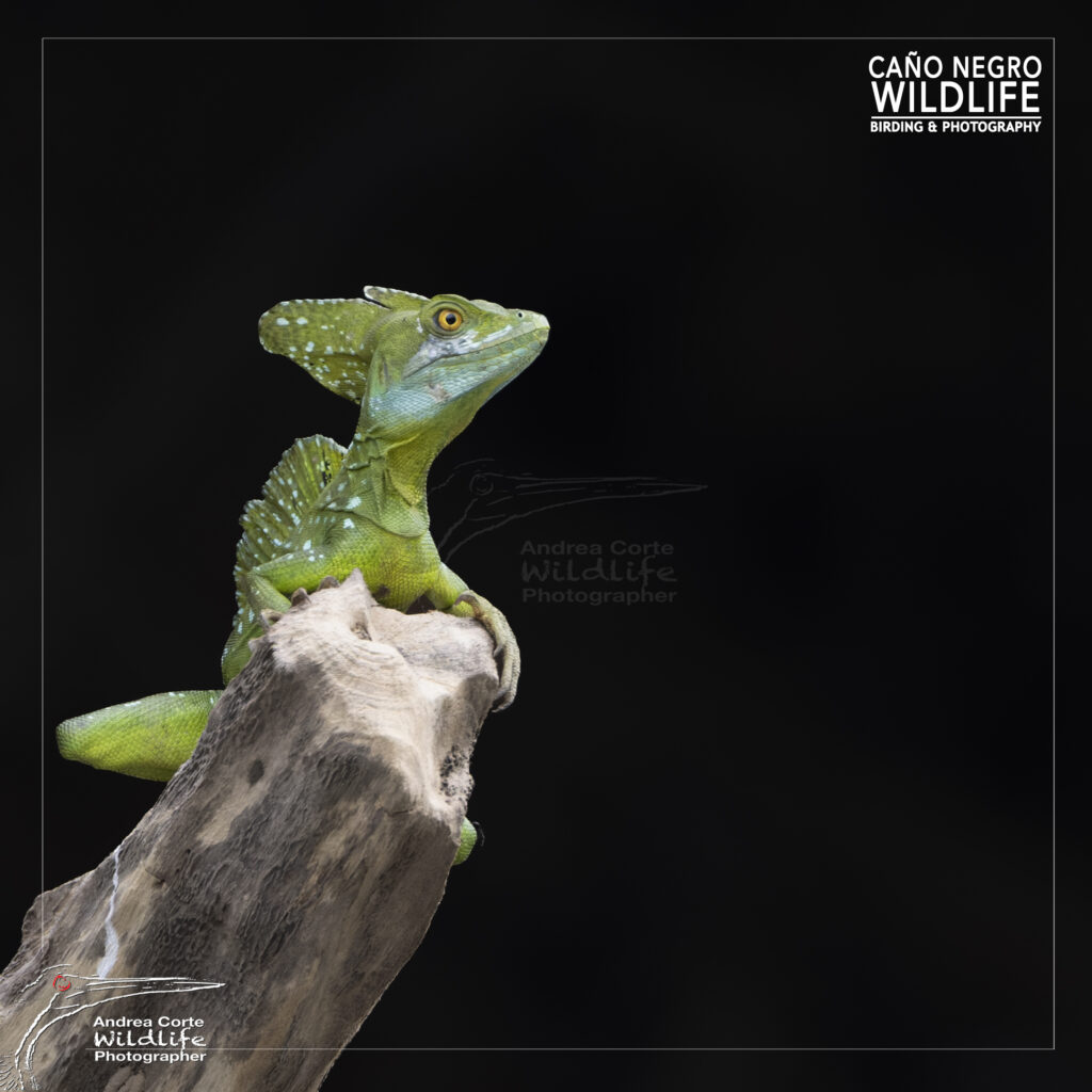 The Basilisk Nature Lovers Packages, Shared Boat Tours for Wildlife Observation