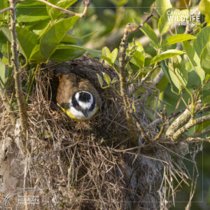 Home 20 Flycatcher exit the nest