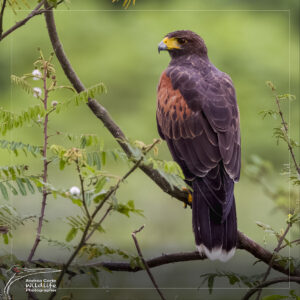 Home 18 Harri’s Hawk Caño Negro Refuge