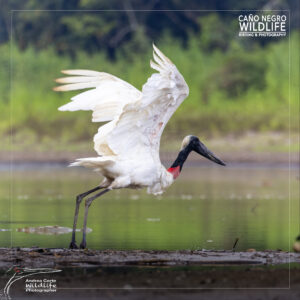 Home 16 Jabiru take off with crocodile