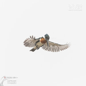 Home 14 Male amazon kingfisher white background