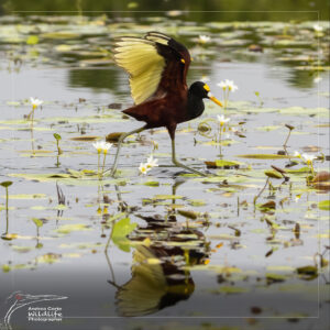 Home 12 Northern Jacana, Costa Rica, Caño Negro Refuge