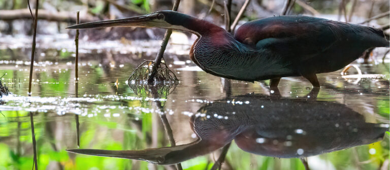 #1 Best Agami Heron Birding Costa Rica