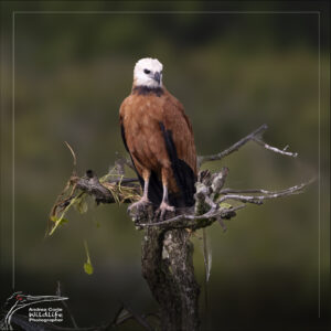 Home 24 black collared hawk and webbs cano negro costa rica