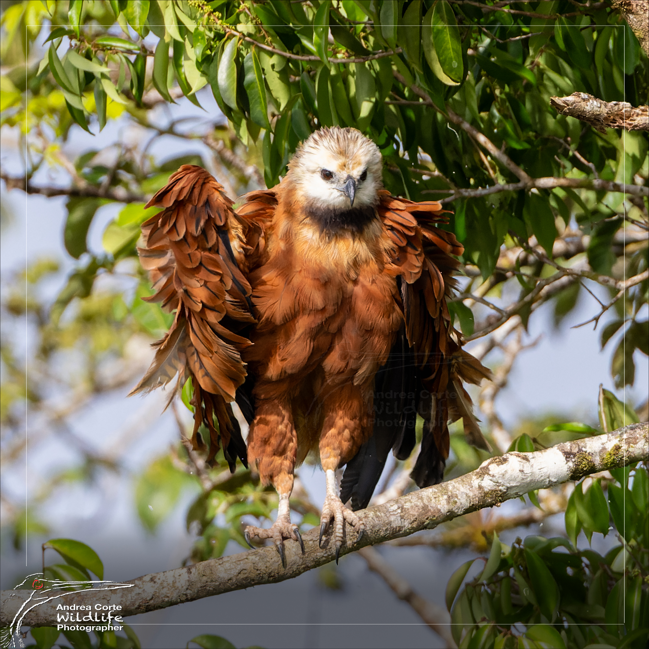 Birds of Caño Negro Wildlife Refuge