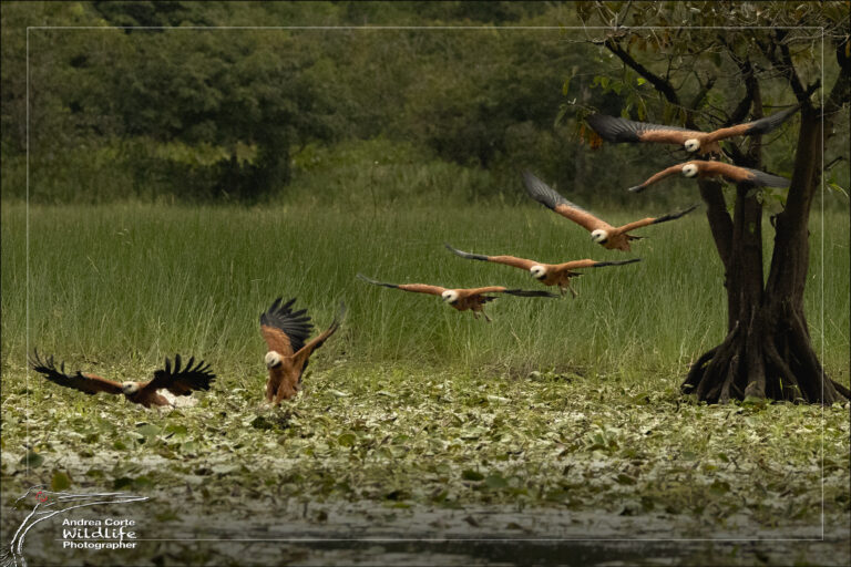 Best birding Full Day Caño Negro Wildlife Refuge Boat Tour