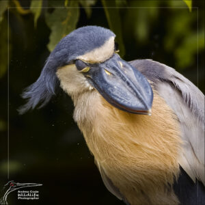 Home 23 boat billed heron shaking costa rica cano negro