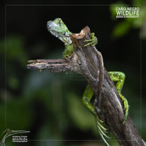 Home 19 green iguana