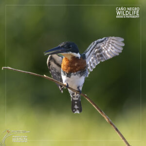 Home 17 green kingfisher ready to fly