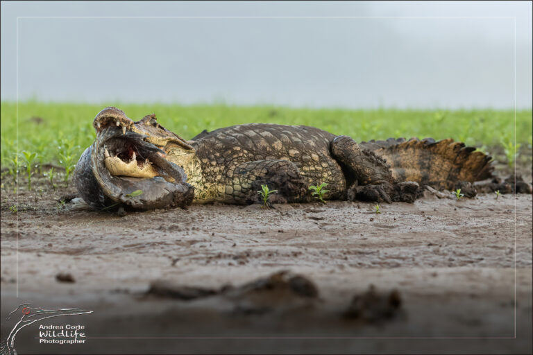 3 days – 2 nights Caño Negro Wildlife Refuge Boat Tour is The Best Balance of Time, Experience, and Value