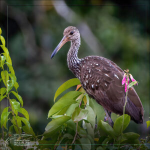 Home 15 limpkin