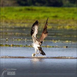 Home 11 osprey-3