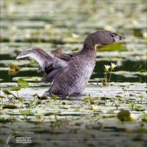 Home 10 pied-billed Grebe, Costa Rica, Caño Negro Refuge