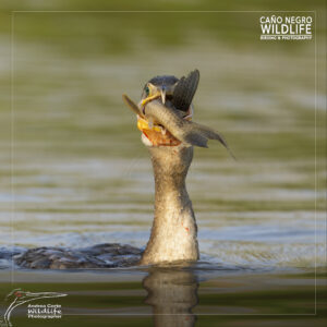 Home 9 portrait cormorant with fish sunrise