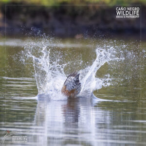 Home 8 ringed kingfisher splashing in the water