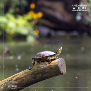 Home 7 river turtle rainy day