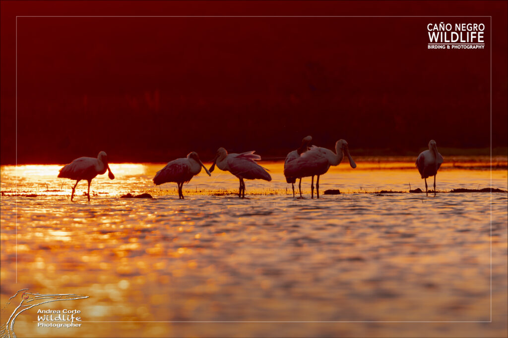 Caño Negro boat tour at sunrise - wildlife observation in Caño Negro Wildlife Refuge, Costa Rica, roseate spoonbill - Hotel de Campo Caño Negro