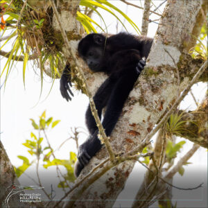 Home 6 sad-howler-monkey