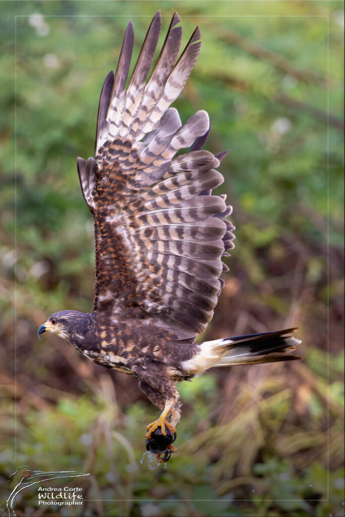 Birdwatching Vacation Packages Costa Rica