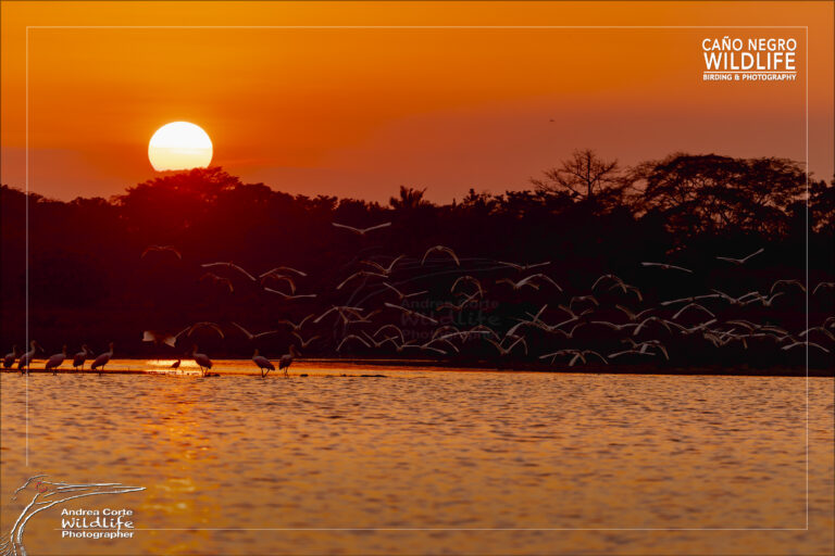 White Ibis in flight at sunset - Caño Negro Wildlife Refuge - Copyright @cortecr Hotel de Campo Caño Negro
