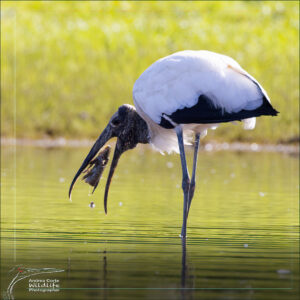 Home 3 woodstork-with-fish