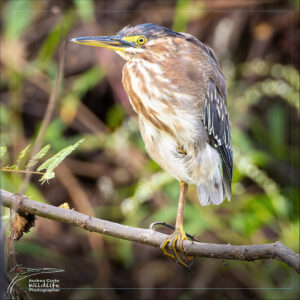 Home 2 youth-green-heron