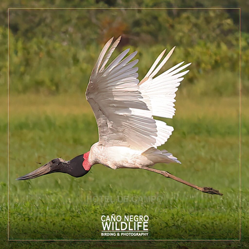 Jabiru birdwatching package at Caño Negro Wildlife Refuge
