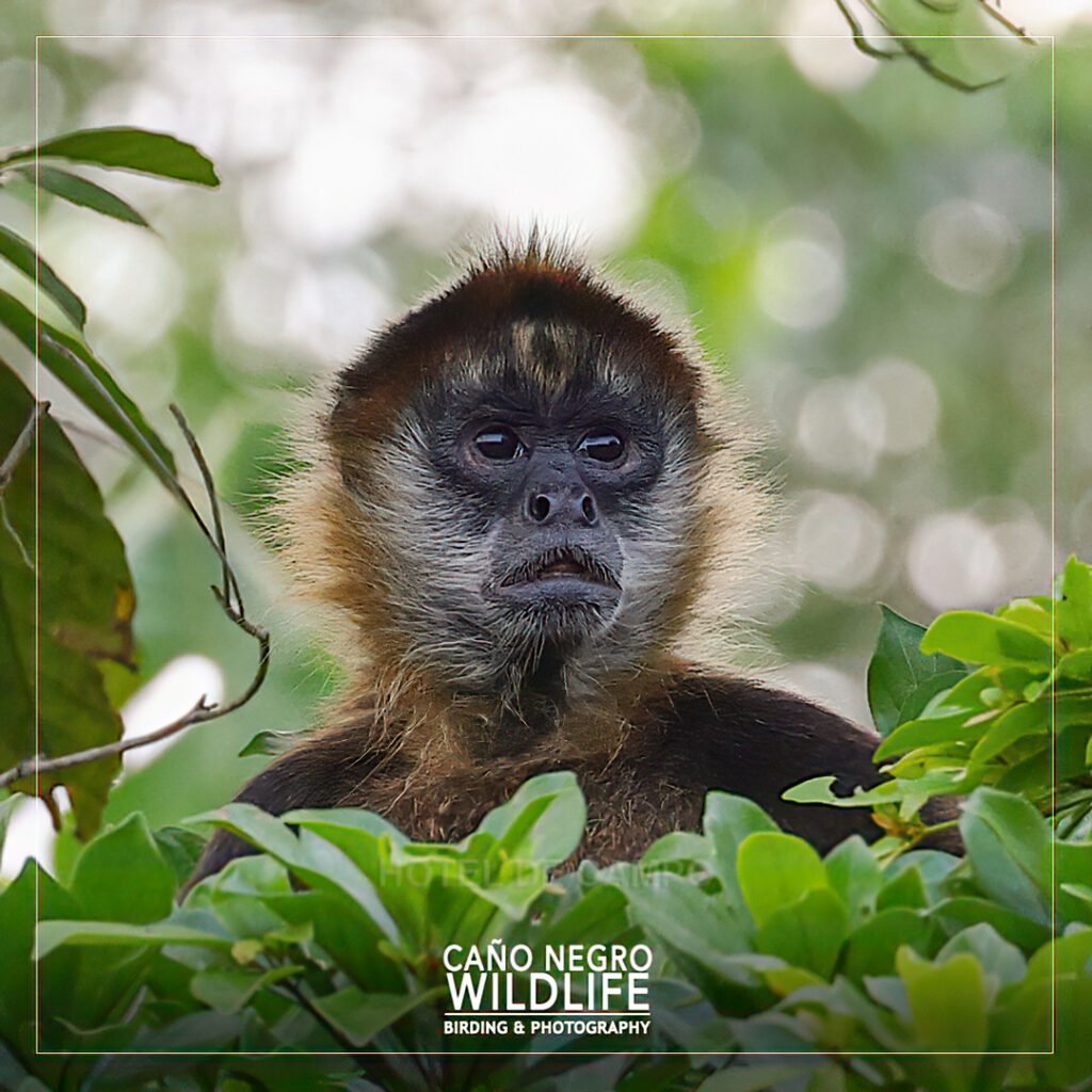 The Monkey Pack — 3 Nights / 4 Days: The Most Complete Caño Negro Experience at Hotel de Campo