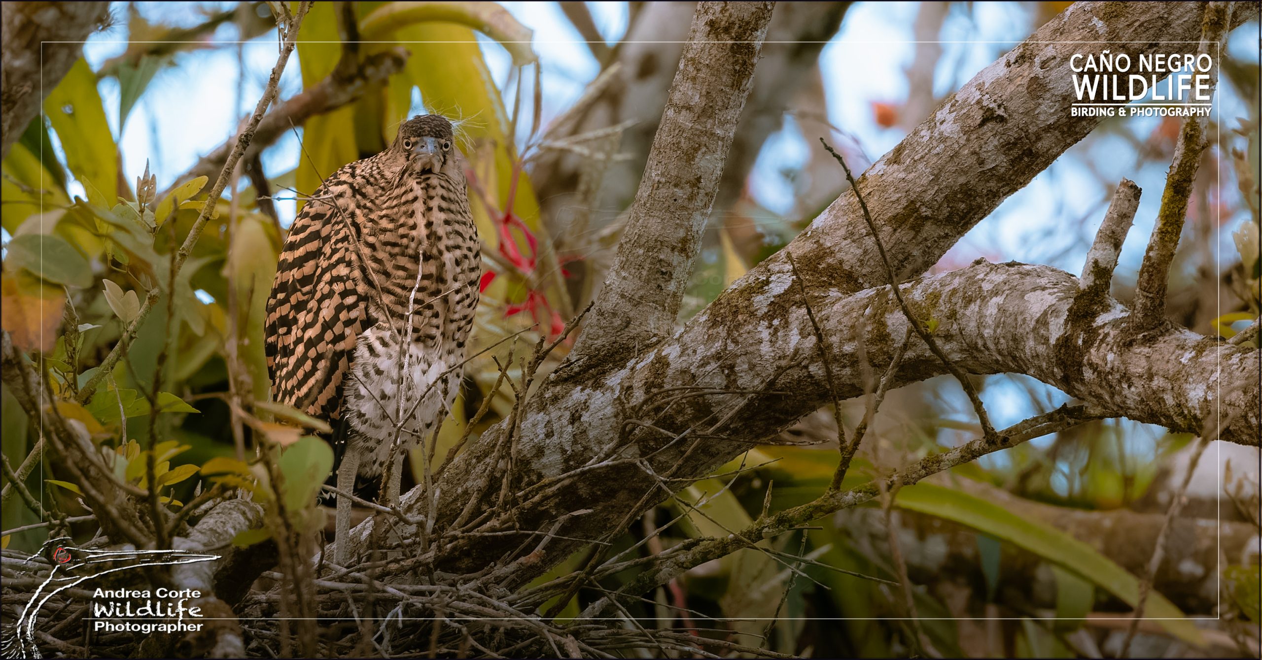 in the nest bare throated tiger heron costa rica cano negro scaled