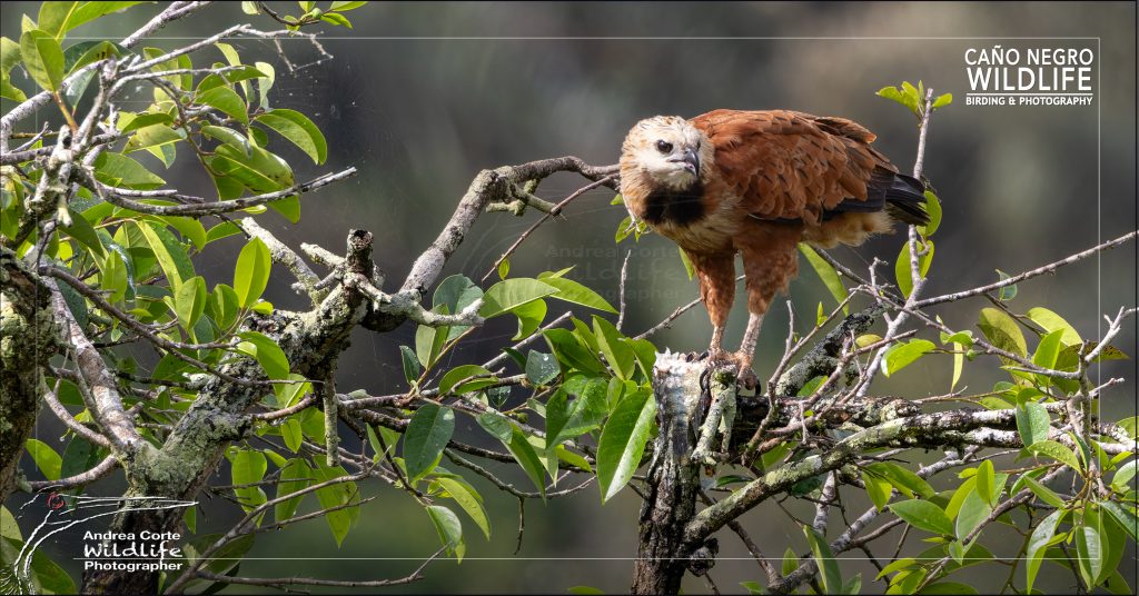 Copyright Andrea Corte Caño Negro Wildlife photography