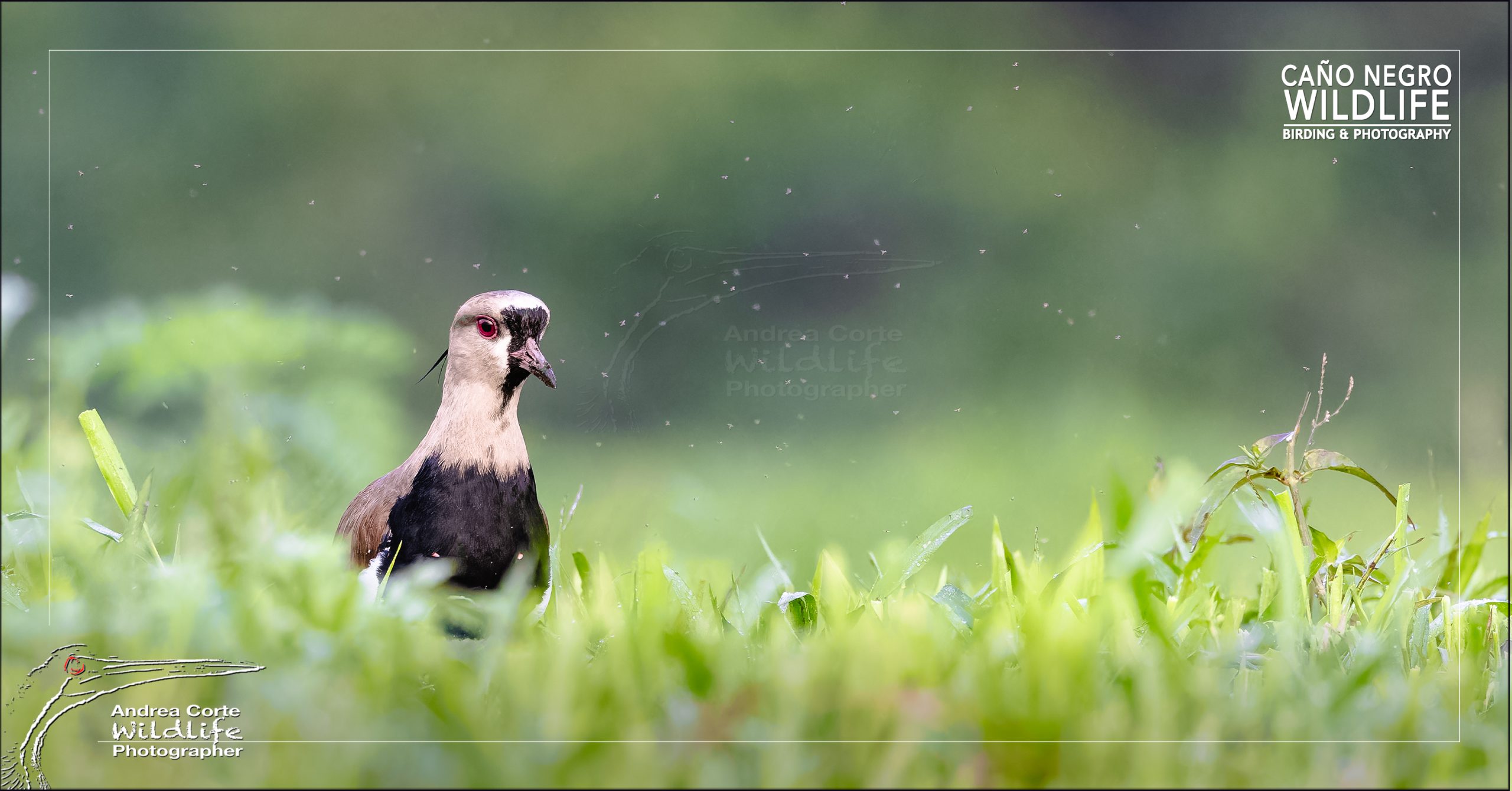 Copyright Andrea Corte Caño Negro Wildlife photography