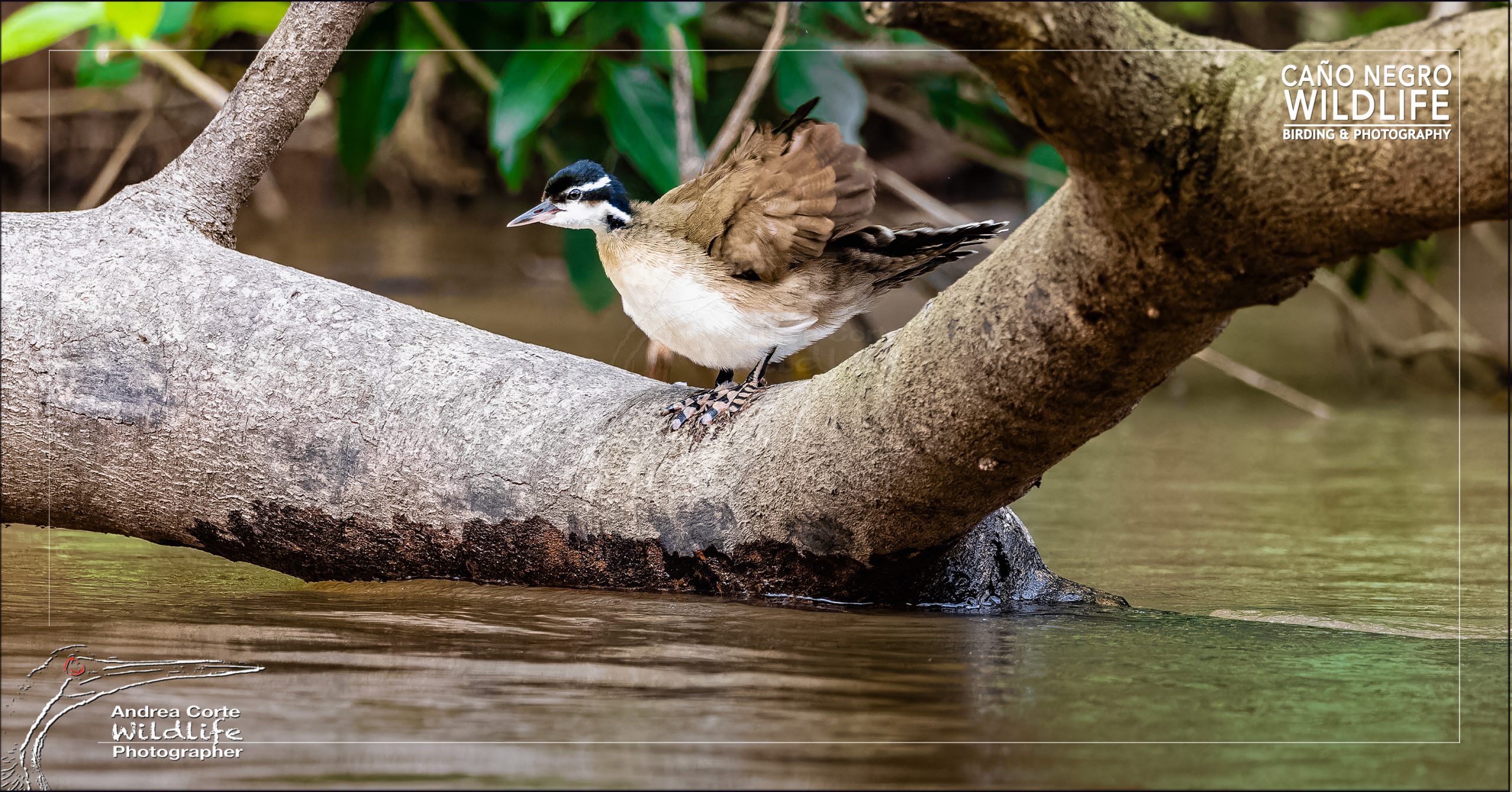 Complete bird list of Caño Negro, from may to august 2026, Copyright Andrea Corte Caño Negro Wildlife photography