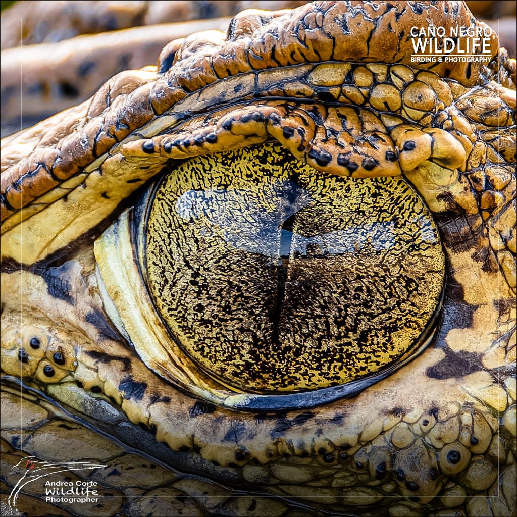 Explore all-inclusive Caño Negro vacation packages for birdwatching, wildlife photography, and nature tours. Private and shared boat tours with expert guides since 1998. Book your experience today!